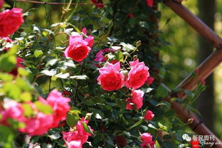 月季的传承与创新：威斯利2008的基因图谱