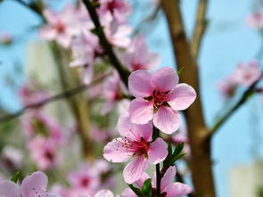 桃树补铁的方法