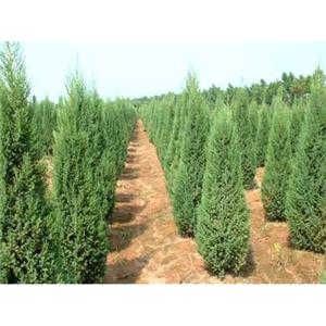 树形与健康也hen关键