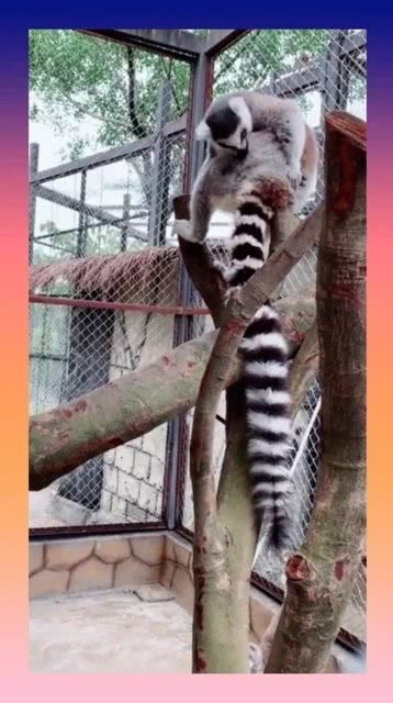 花尾的尾巴的秘密