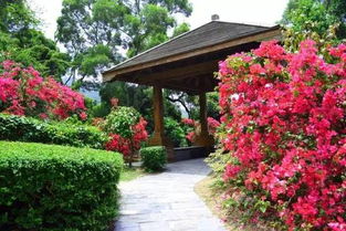 北京的花园宝贝