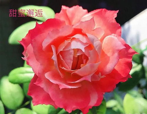 重生/重启/帕里蒂尔：薰衣草紫色的浪漫