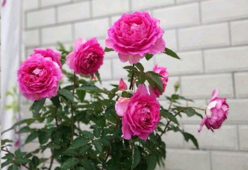 土壤的滋养：土壤质量对花瓣色彩的影响