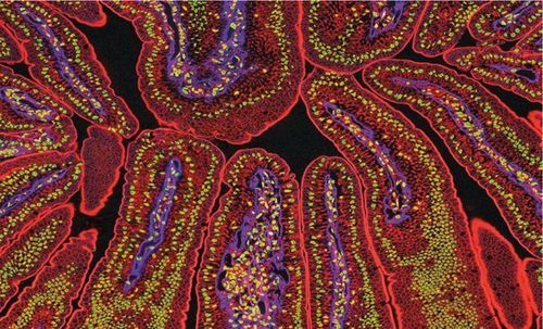 那些对身体有害的微生物