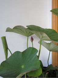 小精灵们的美食