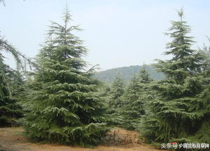 雪松的繁殖方式