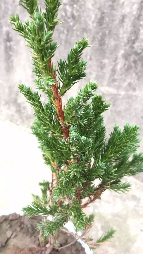 一、地柏盆景适合在家里养护吗？