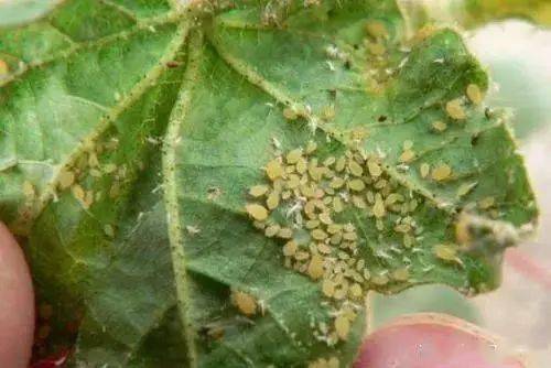 氟啶虫胺腈：广谱杀虫， 低毒高效