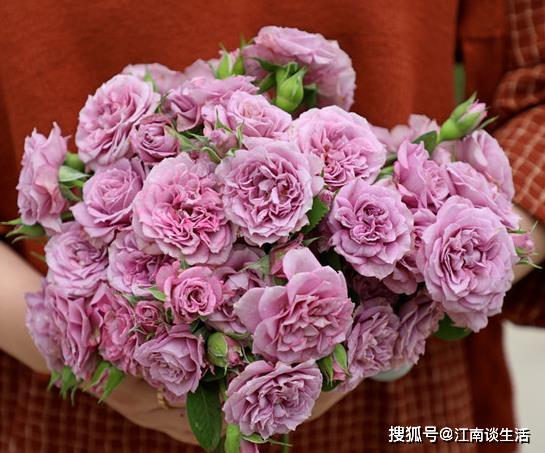 月季花，花开富贵，美得不要不要的