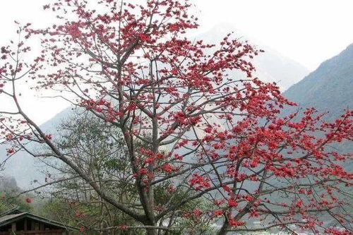 木棉花的美丽与生命的力量