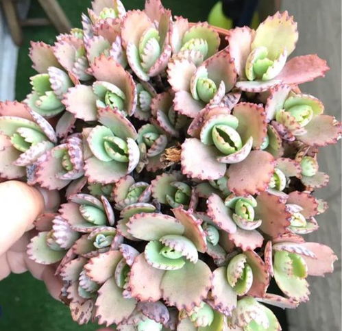 不死鸟：随便丢随便长