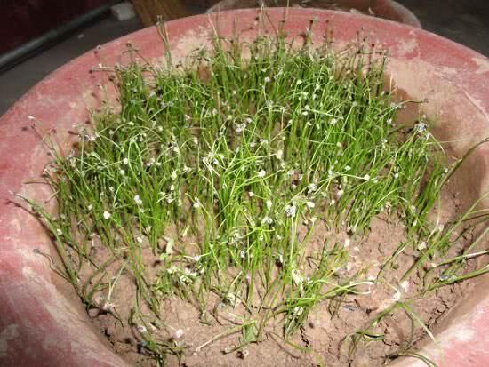 一、豆芽的神奇生长