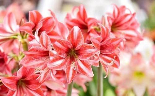 去年朱顶红怎么开花？今年能否再绽放