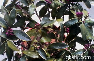 肥料施用不当也可嫩是原因