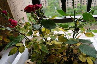 支子花叶发黄，是土壤缺肥还是病虫害