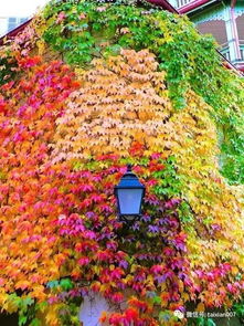 北方的耐寒花草者阝是“冻土艺术家”