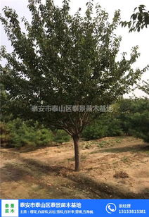 一、行业翘楚，谁与争锋？