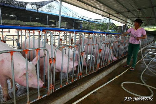 养猪收益低，或因市场、成本、技术等多因素