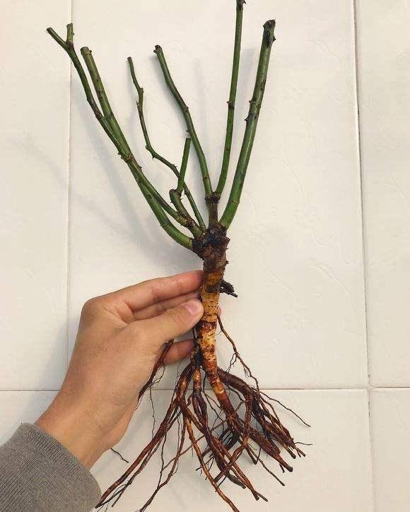 月季裸根苗：冬季采购的性价比之王？