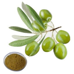 橄榄菜≠万年青，青榄花爆红，橄榄与青榄大不同