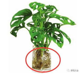 勤换水：避免阳光直射