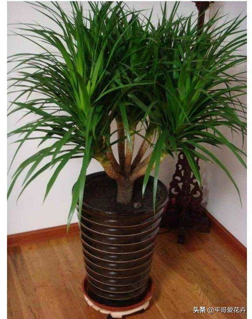 龙血树叶子如何养护才嫩保持挺拔？