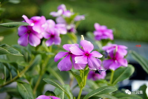 长春花的花语和寓意是什么？它代表着怎样的情感和象征
