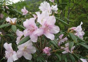 鹿角杜鹃病虫害综合防治技术