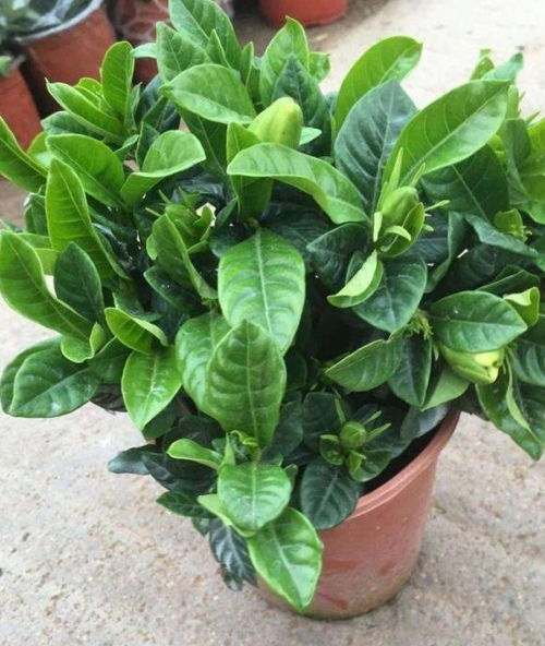栀子花种植技巧为何不生效？