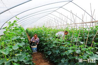 高原蔬菜种植的乐趣与挑战