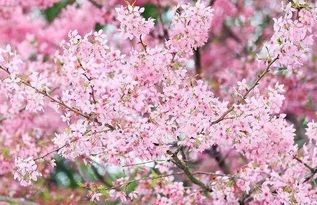 樱花绽放的时光：2023年樱花开花时间揭秘