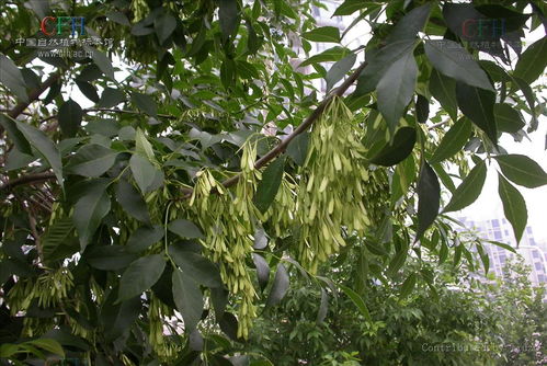 白蜡树籽的价格之谜