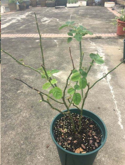 修剪与整枝技巧