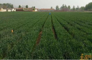 陕北林地空置的新出路：种植这三种草本植物增收40%？