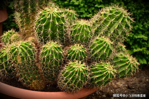 那些耐碱的绿植们