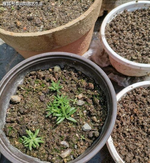 菜山药种子如何播种？适合在什么季节种植