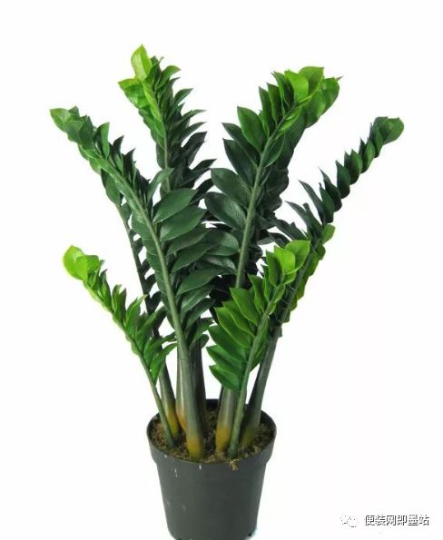 金钱树与摇钱树的差异