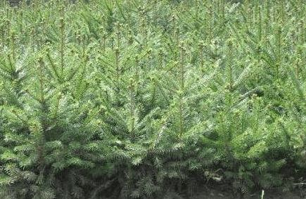 禾本科杂草与双子叶作物， 精准定位