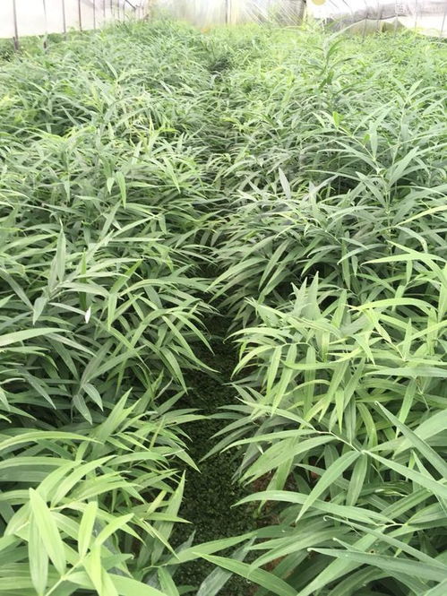 生姜、黄精地的除草剂品种介绍