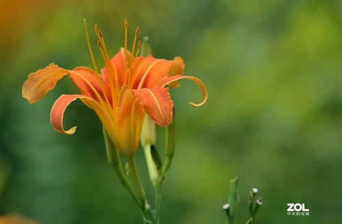 萱草的花朵， 美得不要不要的