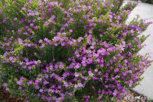 仙境月季，繁花似锦