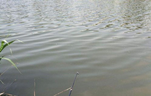 育苗的关键：合适的时间和良好环境