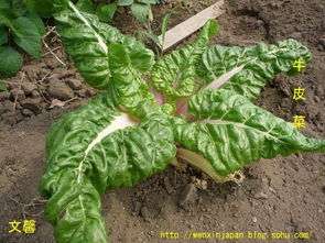 青菜：夏季种植有技巧