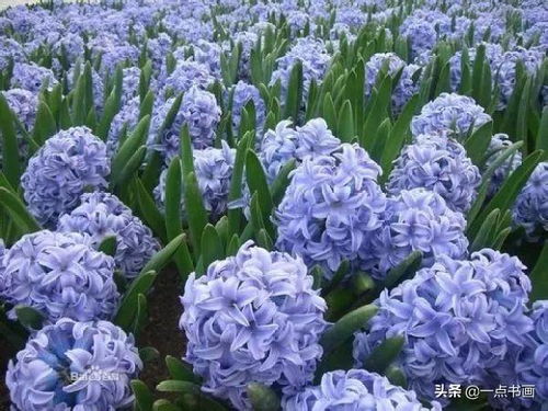 风信子花球有毒吗？原来风信子的这些部位有毒