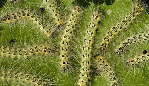 增效方程式：黄金配比法则