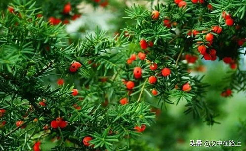 红豆杉种苗如何进行科学种植和管理