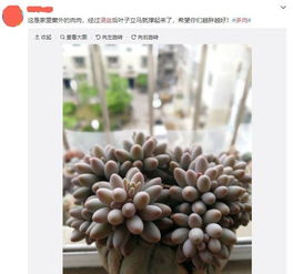 堆肥的秘密：干树叶的神奇作用