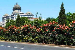 月季与潍坊，相得益彰