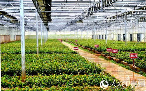 玉屏茶油苗精选指南：贵州省顶级茶油基地联系方式