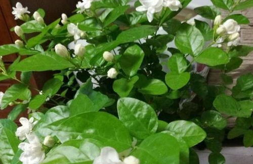 浇水、施肥，讲究时机和比例